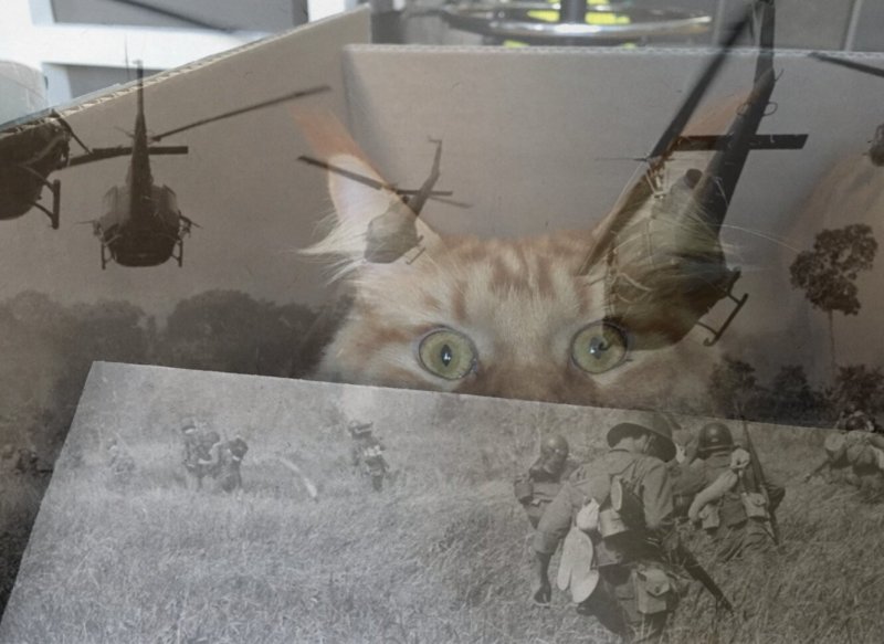Кот на войне Мем