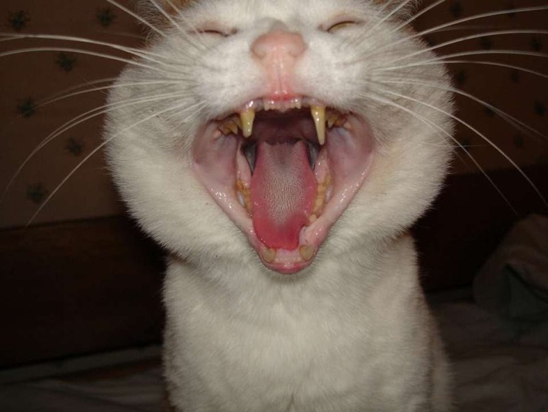 Кальцивироз кальцивироз