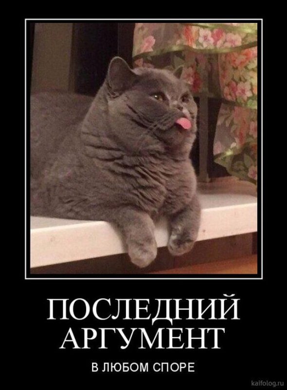 Кот, последний аргумент