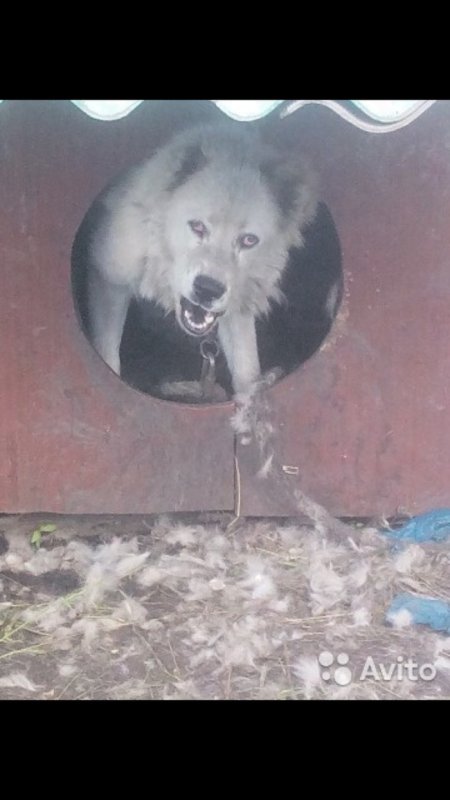 Здарова мать волк