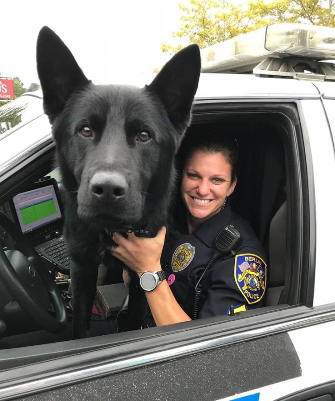 Черная немецкая овчарка k-9