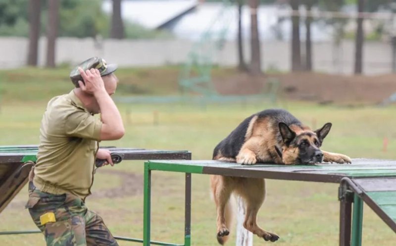 Тренировка служебных собак