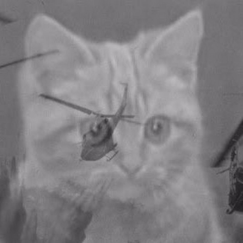 Кот вьетнамские флешбеки