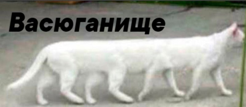 Длинные коты мемы
