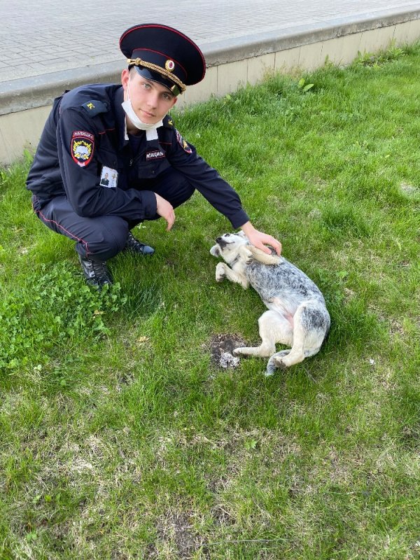 Собака полицейский Мем