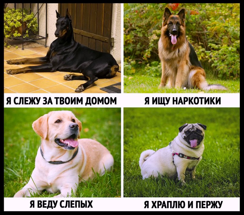Собака Мем