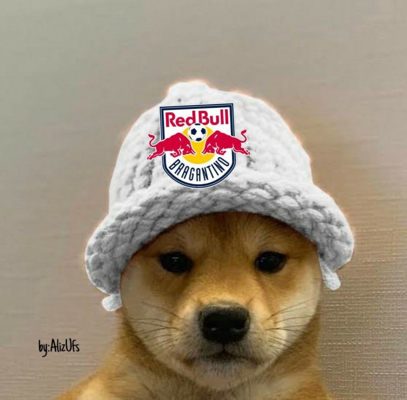 Собака в кепке