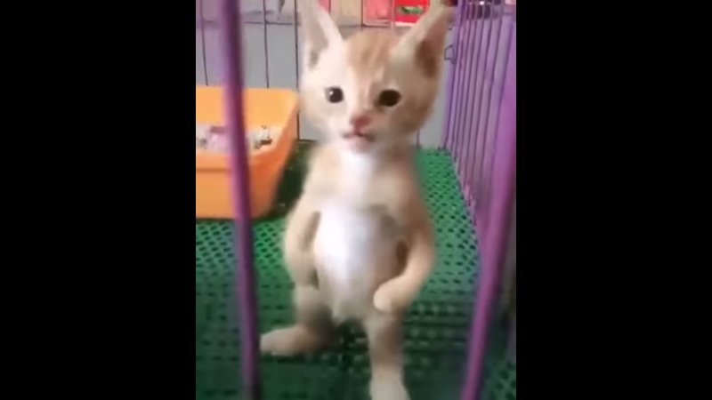 Кот на задних лапах