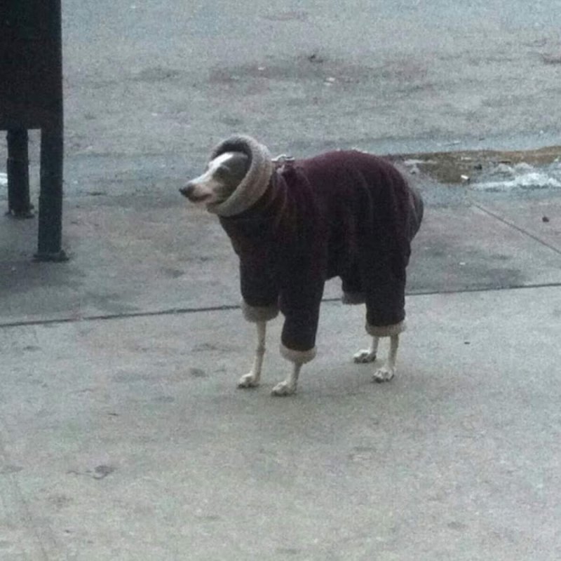 Холод собачий