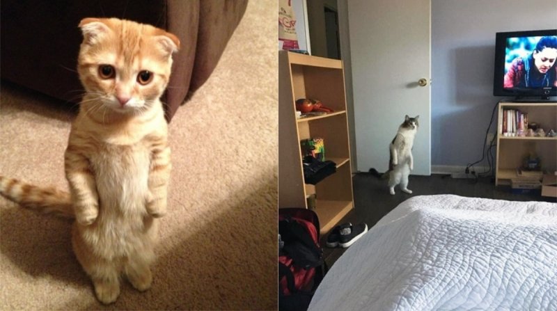 Котенок на двух лапах