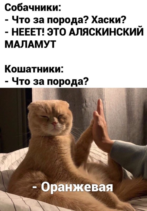 Кошатники и собачники