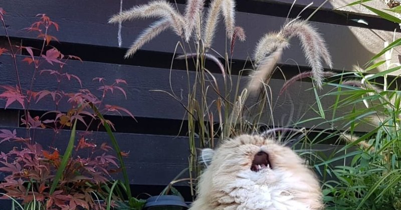 Кот орет аааа