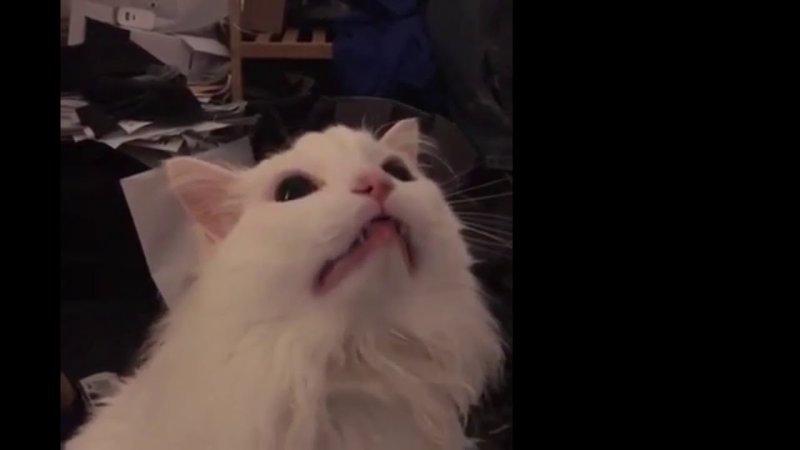 Кричащий кот