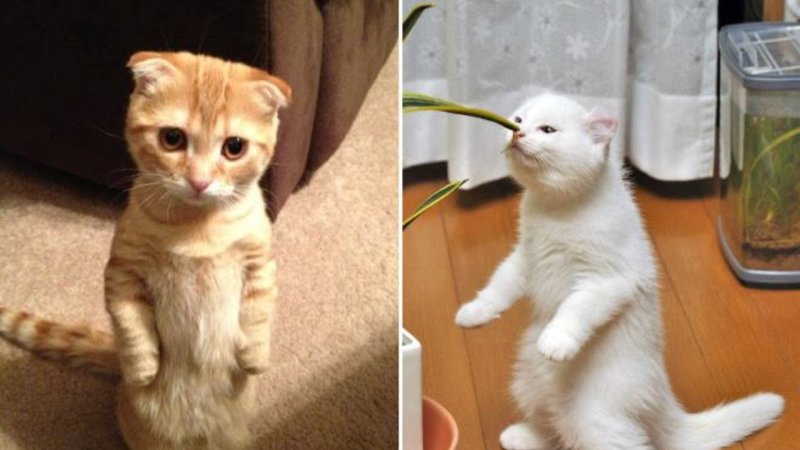 Скоттиш фолд лапы