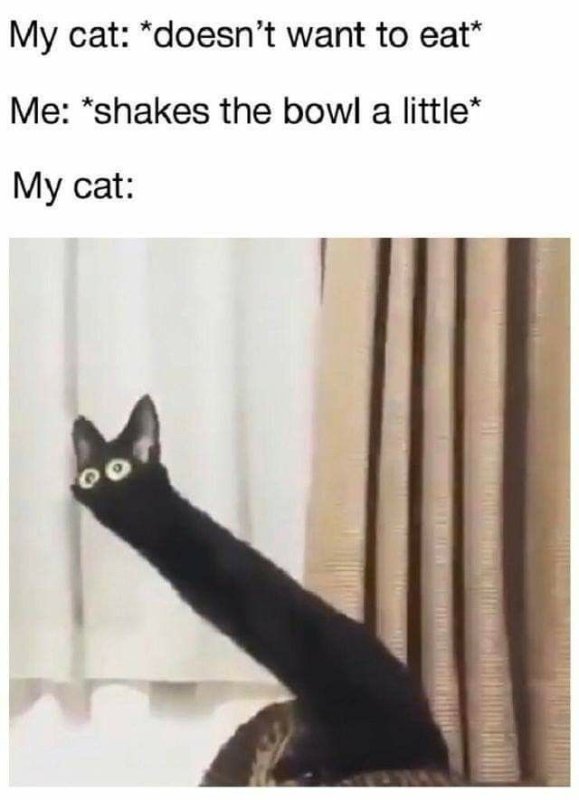 Мемы с черными котами