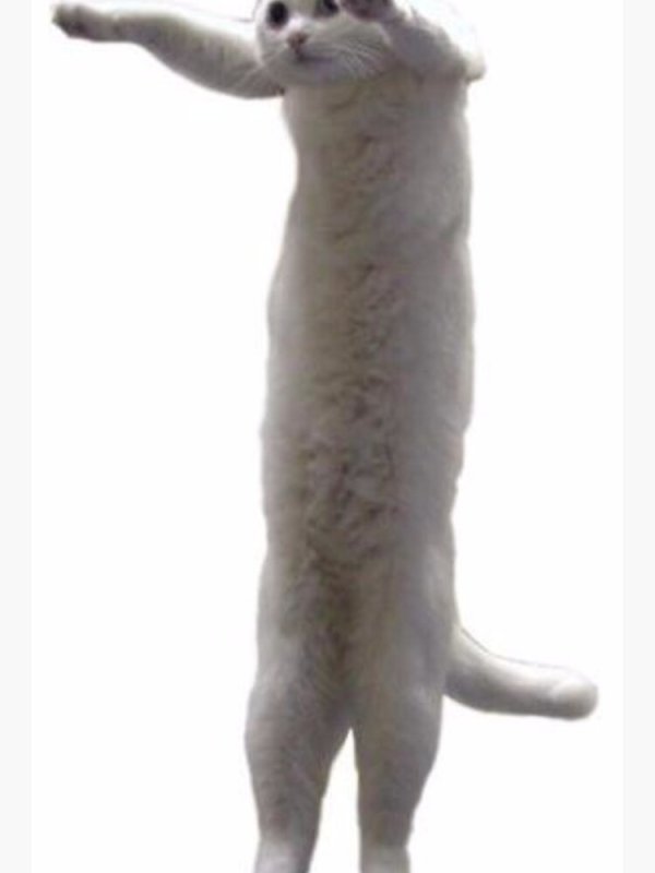 Длиннокот Нобико