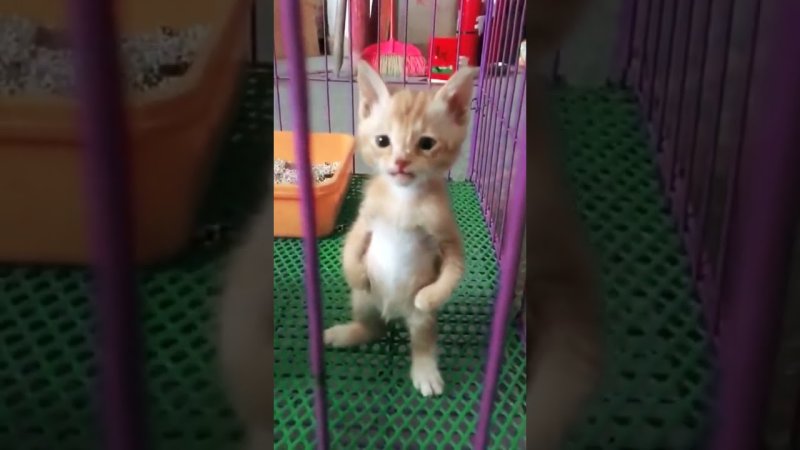 Котёнок стоящий на задних лапах