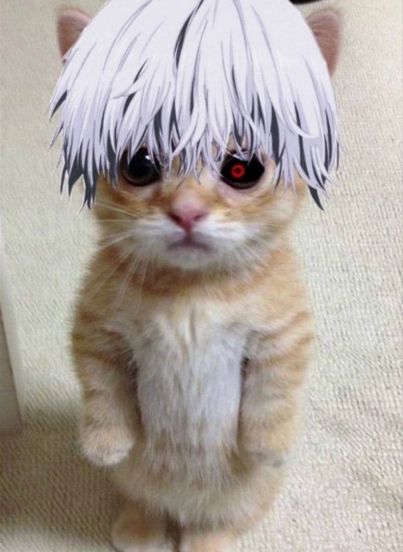 Счастливый котенок