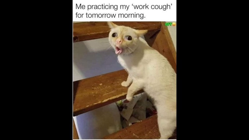 Кашляющий кот