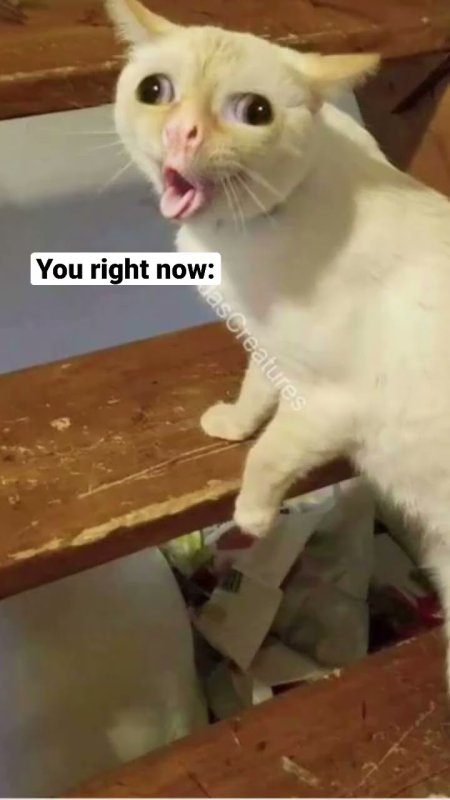 Кот плюется Мем