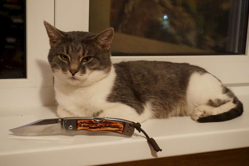 Мемы с котиками с ножом