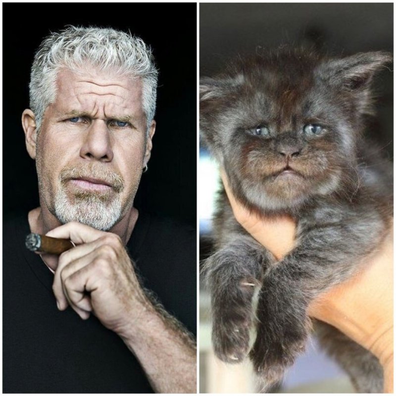 Мейн кун и актер Рон Перлман