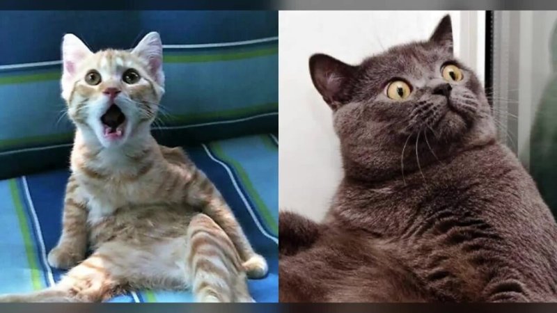 Удивленный взгляд кота