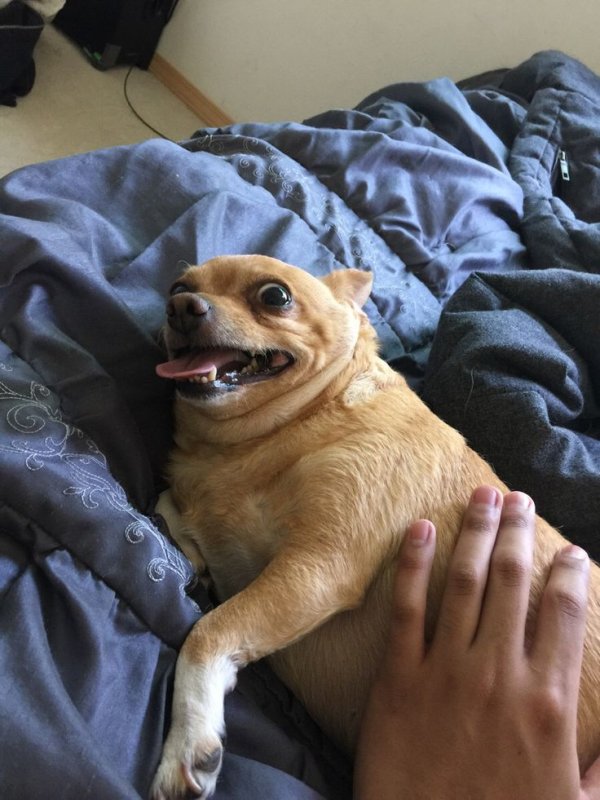 Смешные щенки