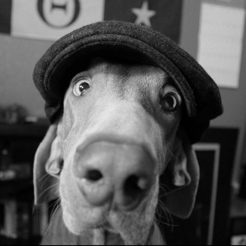 Собака молчит фото