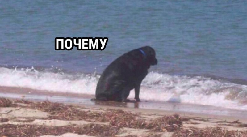 Собака у моря Мем