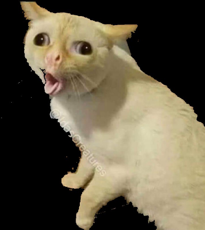 Кашляющий кот