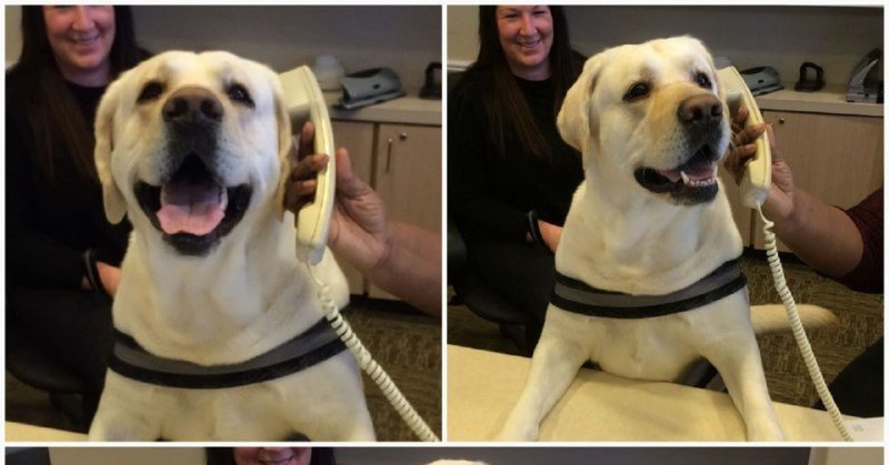 Мем на смартфоны с собаками