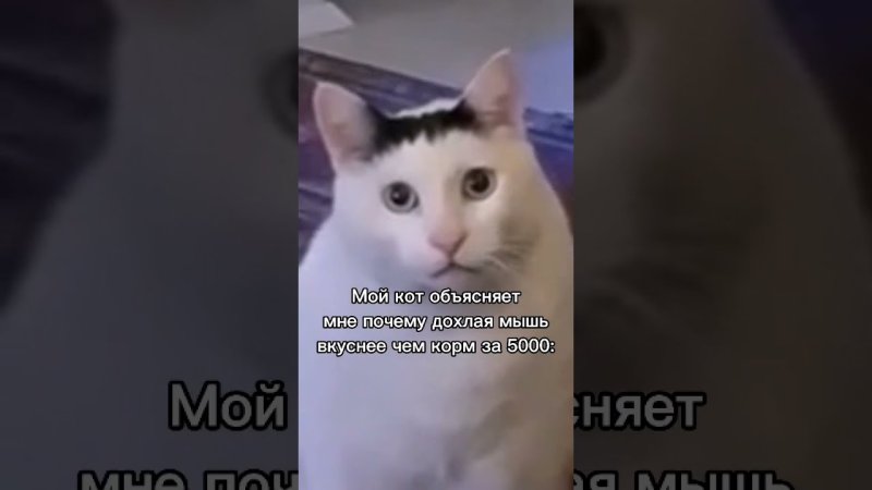 Мем из тиетока кот