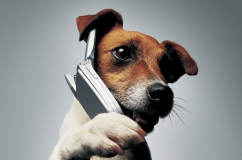 Песик с телефоном