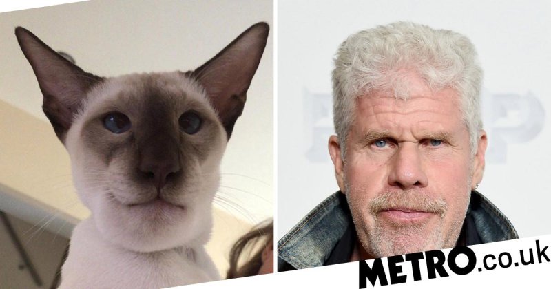 Актёр Рон Перлман и кот