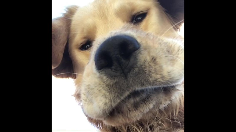 Собака фронталка