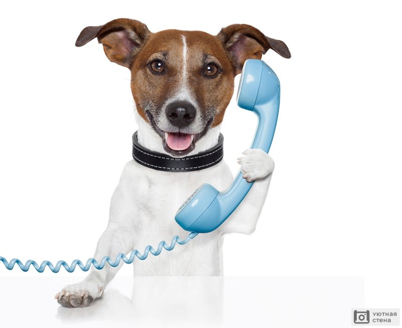 Собака с телефоном