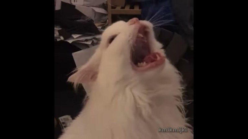 Белый кот кричит