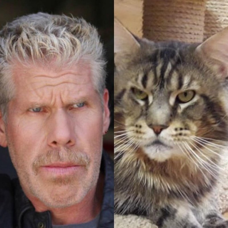 Актёр Рон Перлман и кот