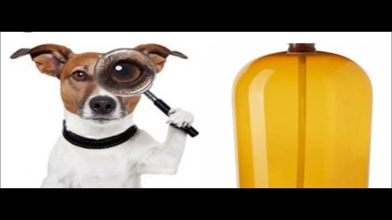 Собака Джек Рассел и кега