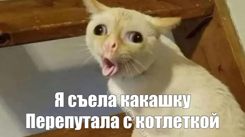 Мем с кричащим котом