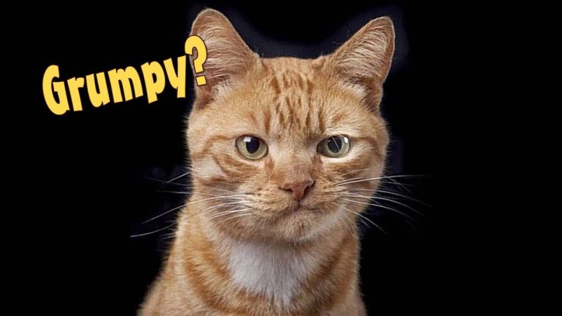 Хитрый рыжий кот