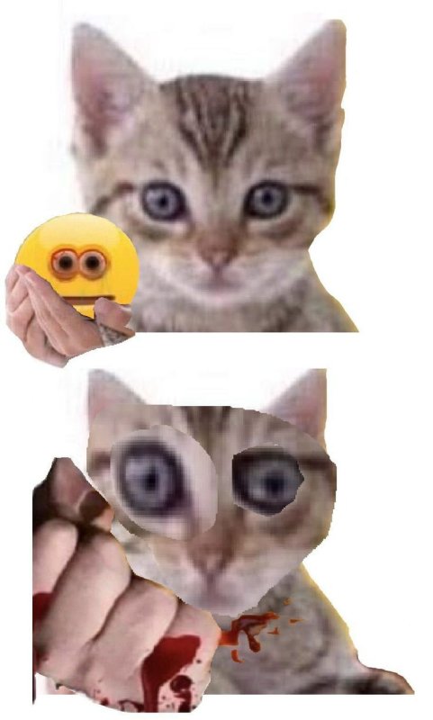 Кот с руками Мем