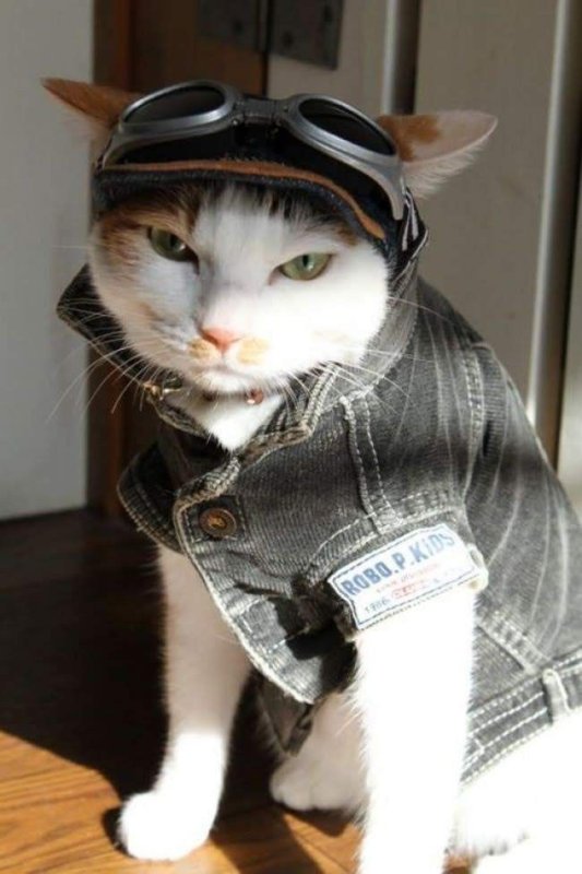 Смешные котики в одежде