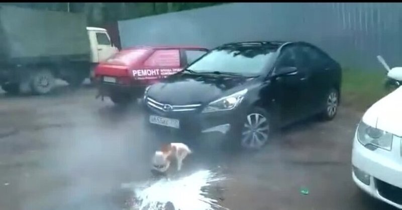 Собака и кега