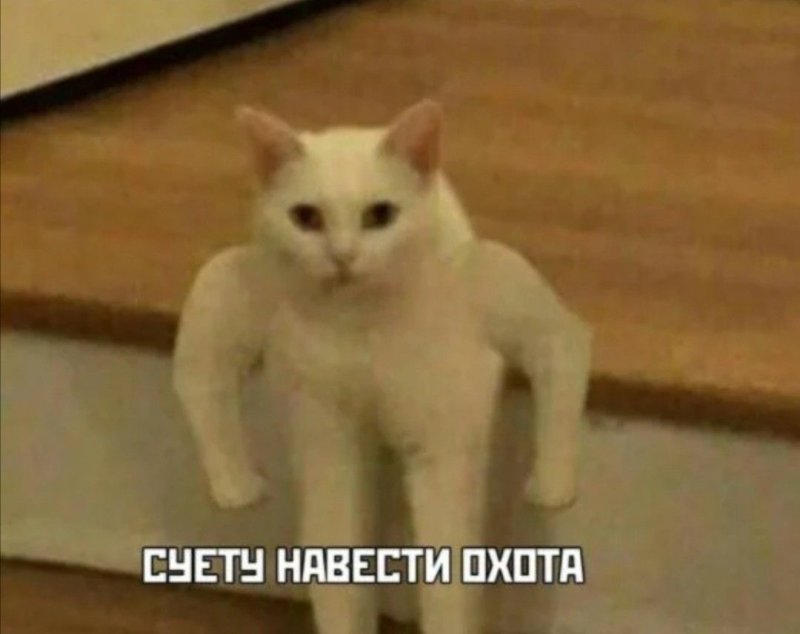 Кот Мем