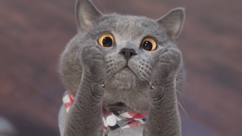 Кот Майкл AARONSANIMALS