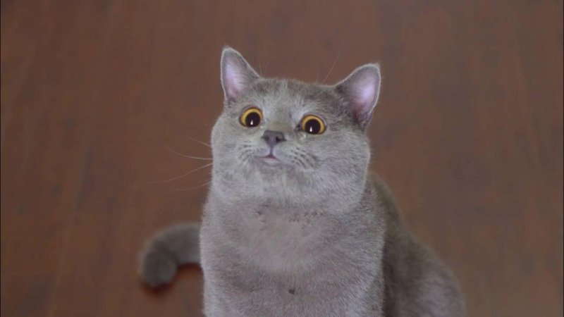 Кот Майкл AARONSANIMALS