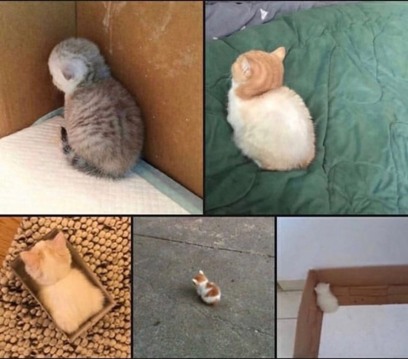 Кот обиделся