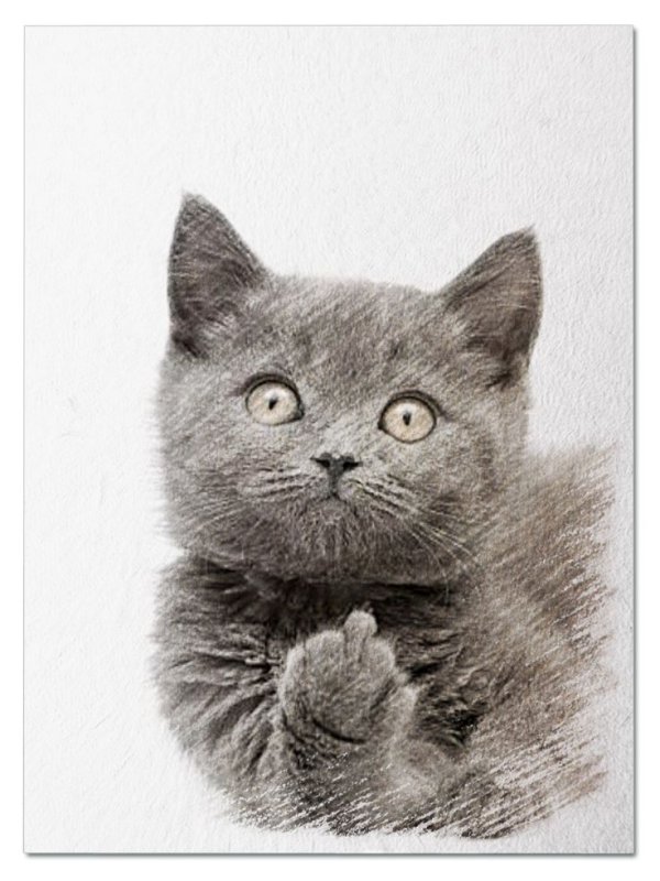 Кот показывает средний палец